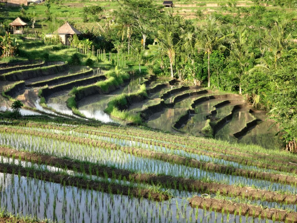 Rizières en terrasses de la campagne balinaise en Indonésie