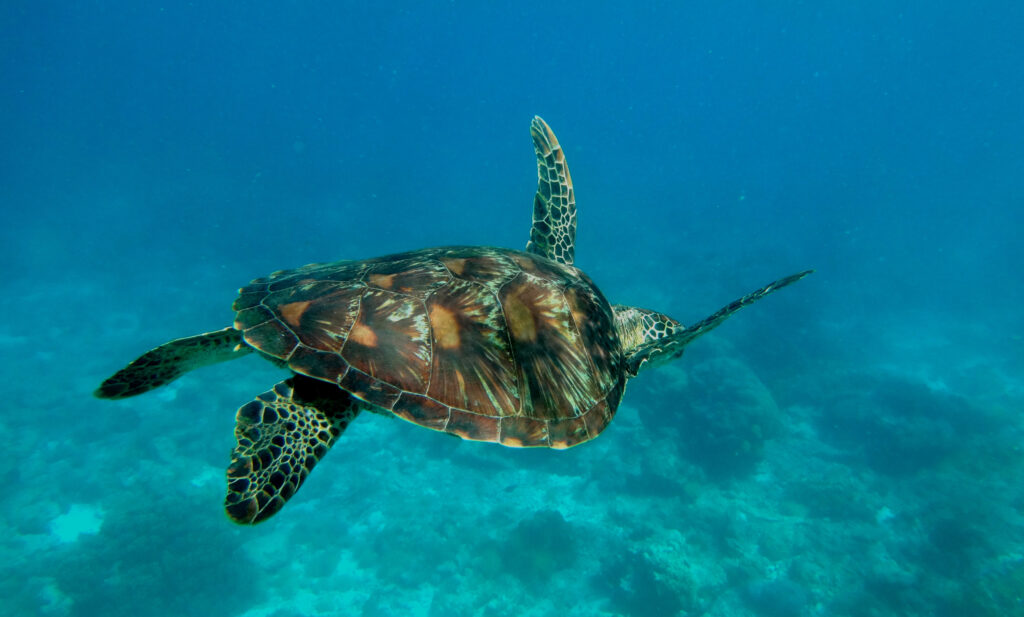 Tortue verte nageant au large d’Apo Island aux Philippines