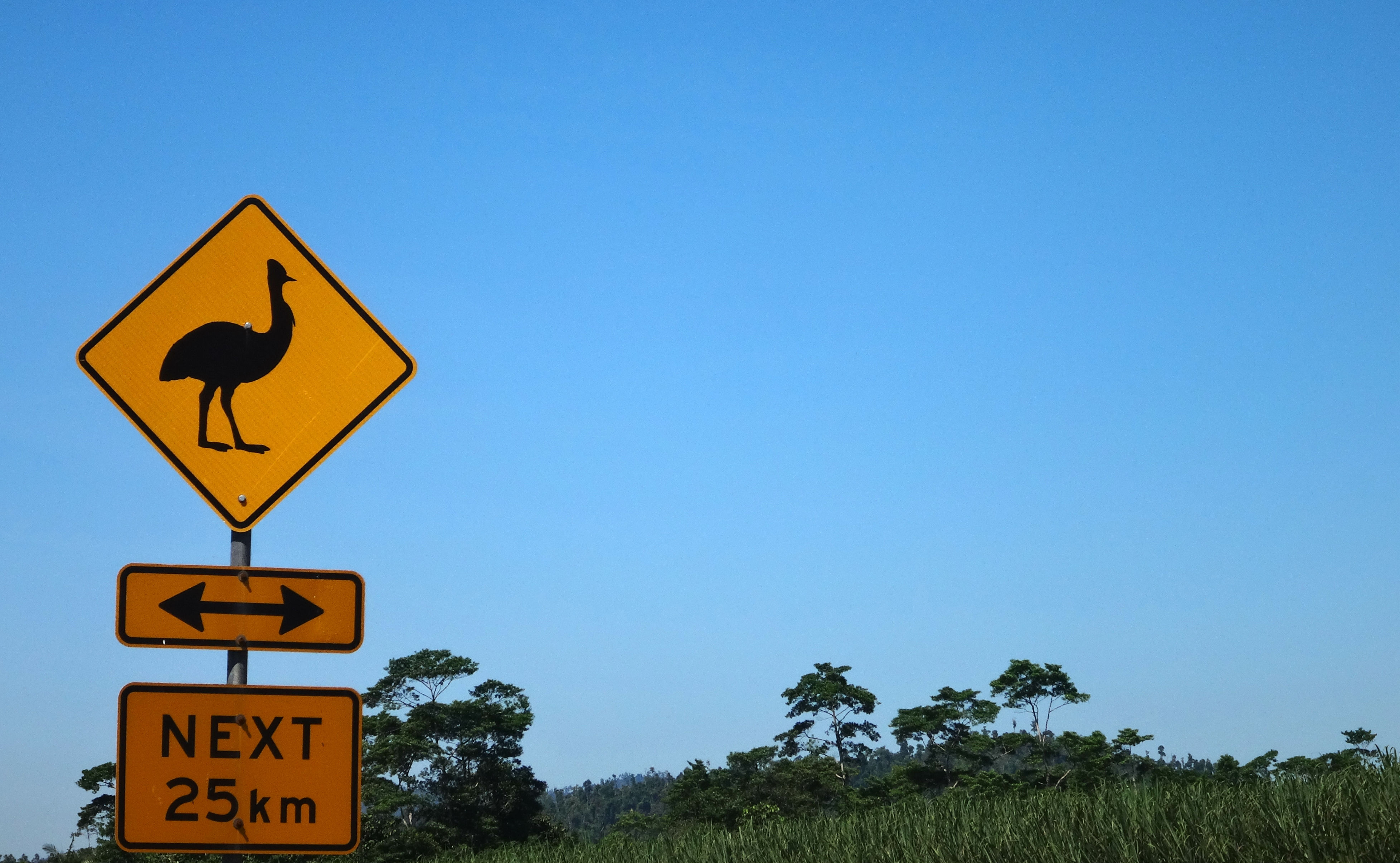 On est dans la région des Casoars !