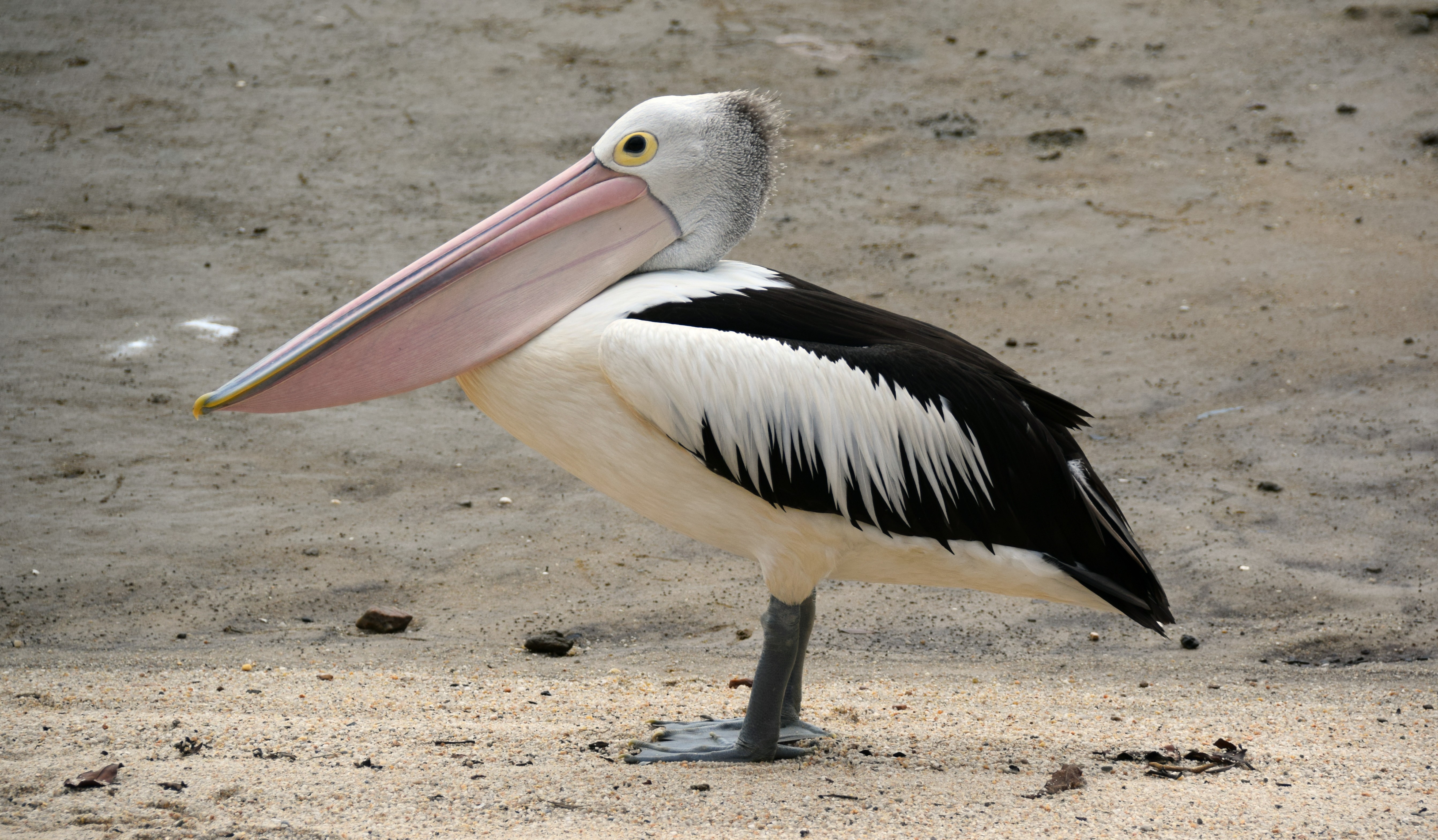 Pélican sur la plage de Cairns.