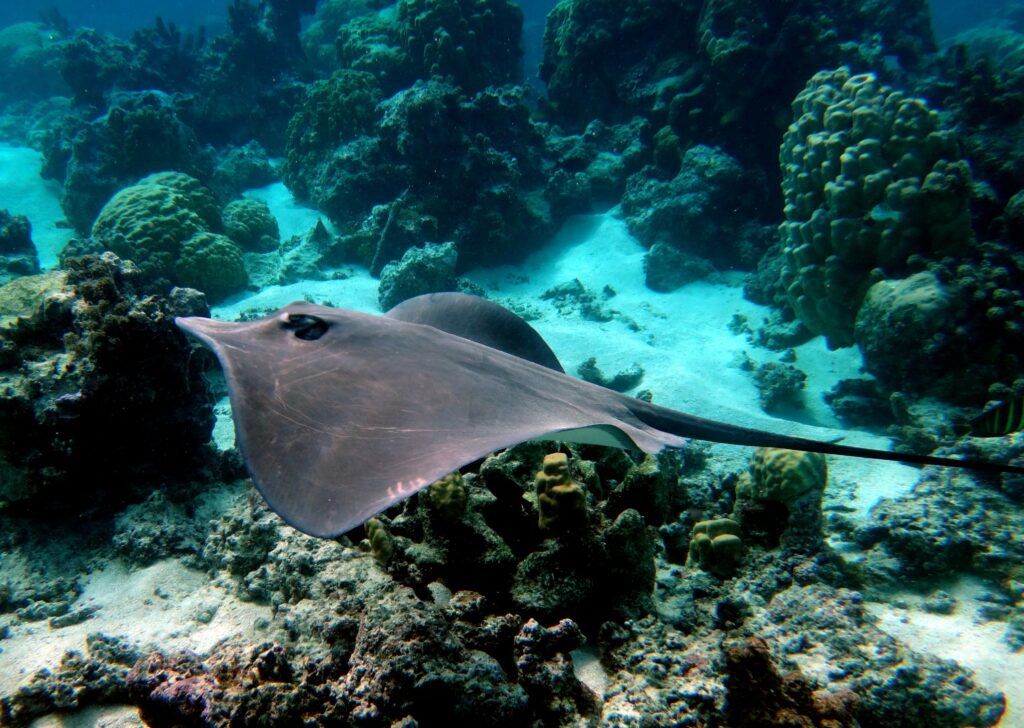 Raie pastenague nageant dans le lagon de Moorea
