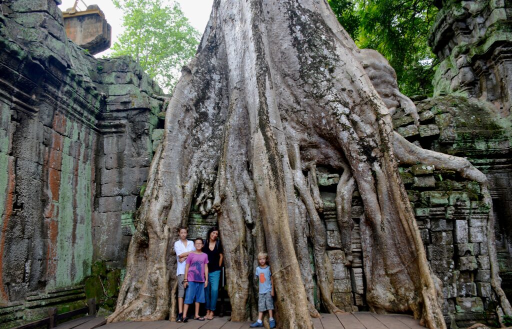 Racines de fromager enserrant les ruines du temple de Ta Prohm