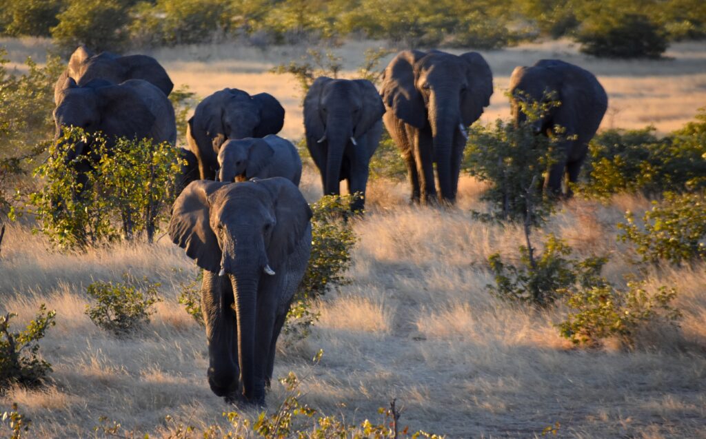 Namibie en famille