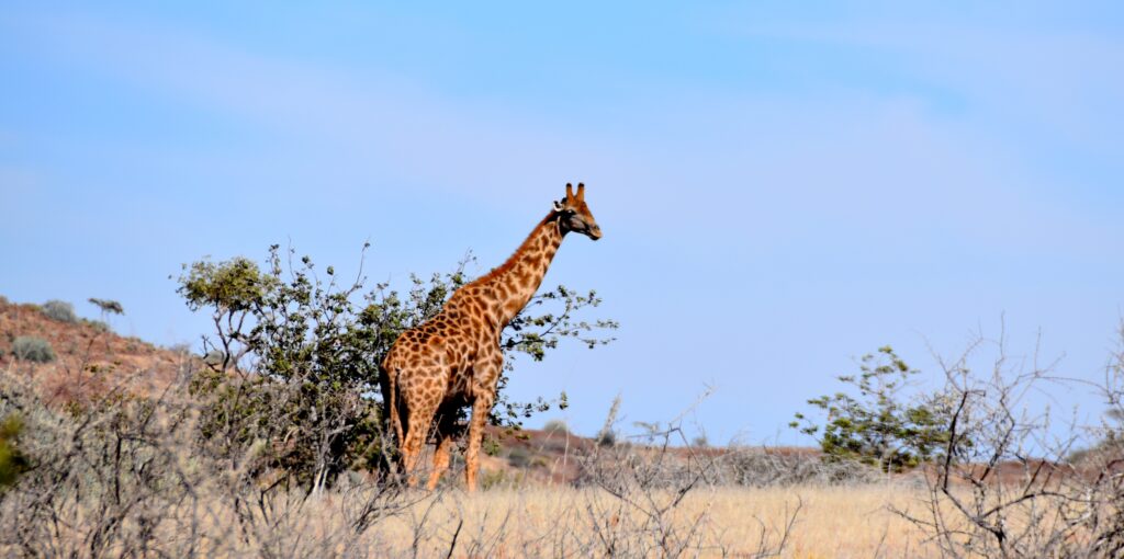 Namibie en famille