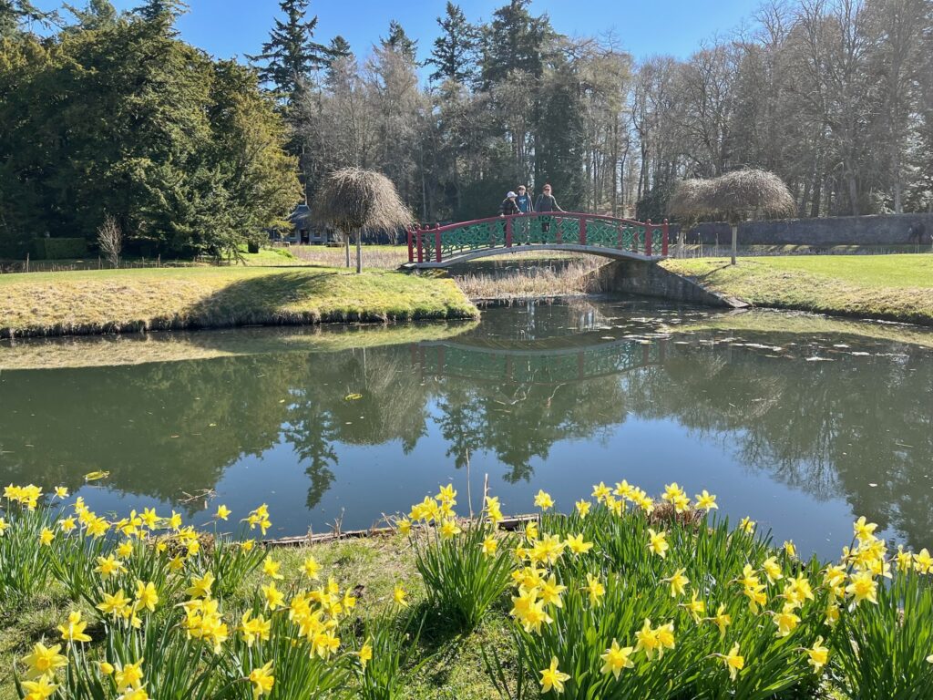 Jonquilles en fleurs au bord de l’eau au printemps écossais